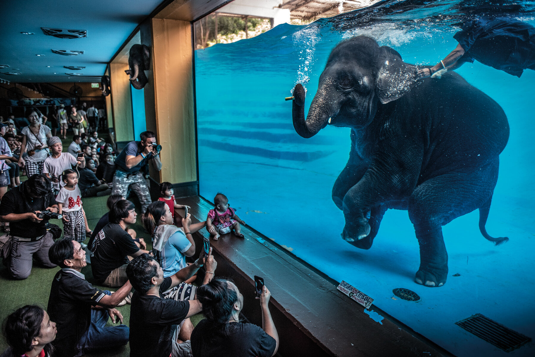 Elephant in the room («Очевидная проблема»). Победитель в номинации «Фотожурналистика». <p>Посетители зоопарка смотрят на подводное представление со слоном. Подобные представления поощряют поведение слонов, нехарактерное для них в дикой природе, и зоозащитники считают такую практику порочной.</p>