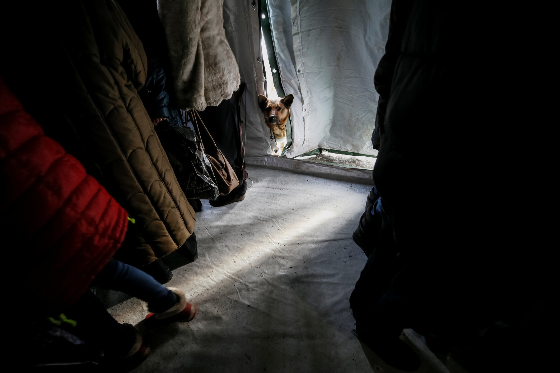 <p>Собака смотрит, как местные жители греются в экстренном центре после обстрела в городе Авдеевка.</p>