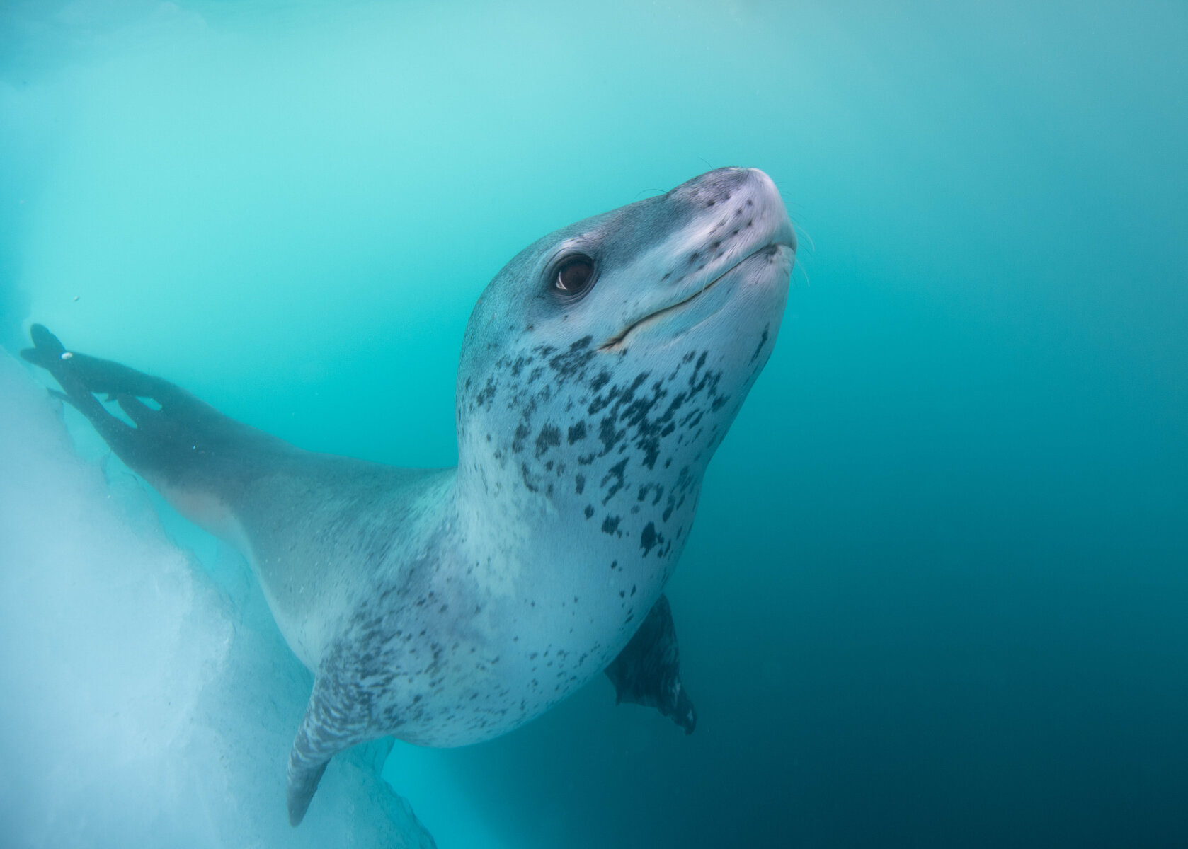 <p>Морской леопард позирует фотографу. Эти огромные плотоядные тюлени на удивление очень дружелюбны к человеку, находящемуся рядом с ними в воде</p>