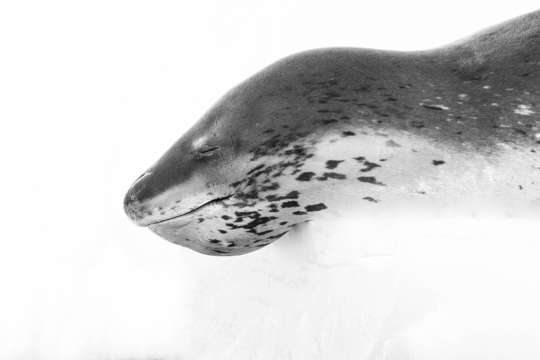 <p>Морской леопард отдыхает на льдине. Единственный случай, когда он спокоен и кажется безобидным</p>