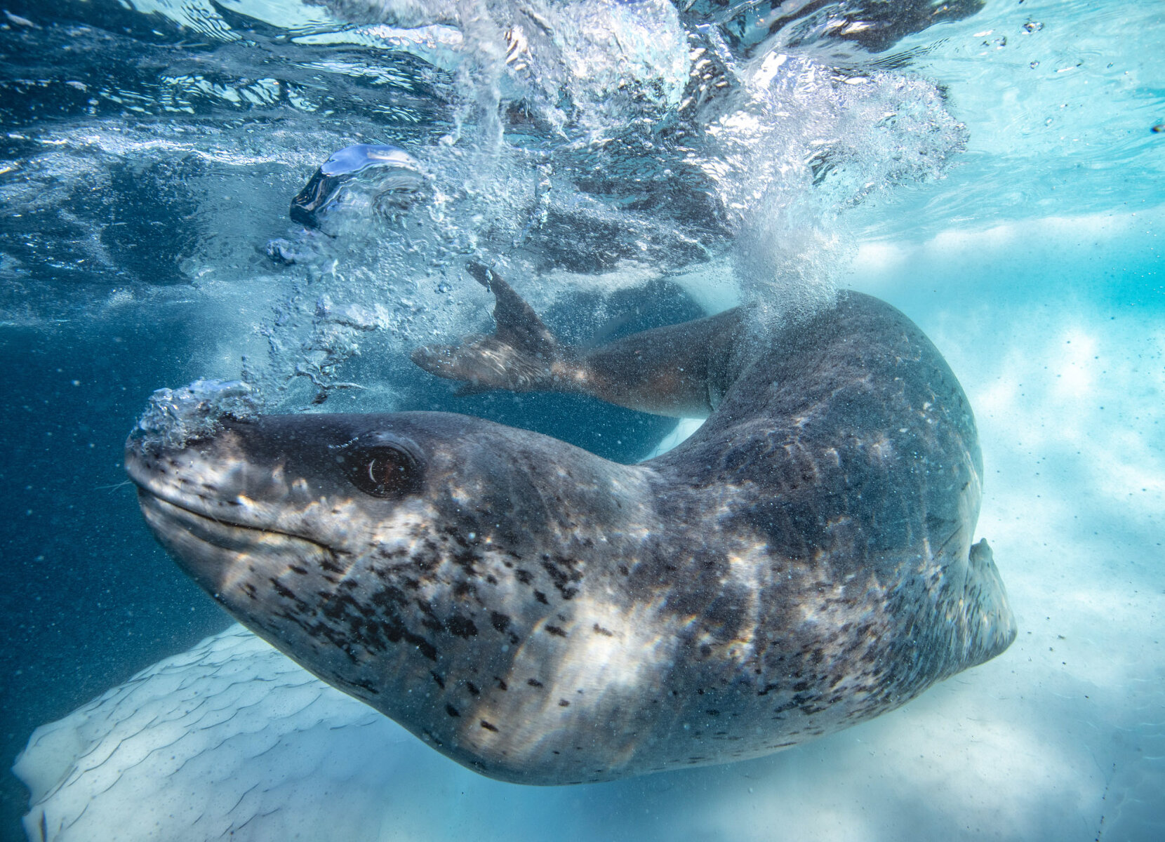 <p>Морской леопард пускает пузыри, демонстрируя любопытство и игривое настроение по отношению к фотографу. Район острова Кьюврвилль</p>