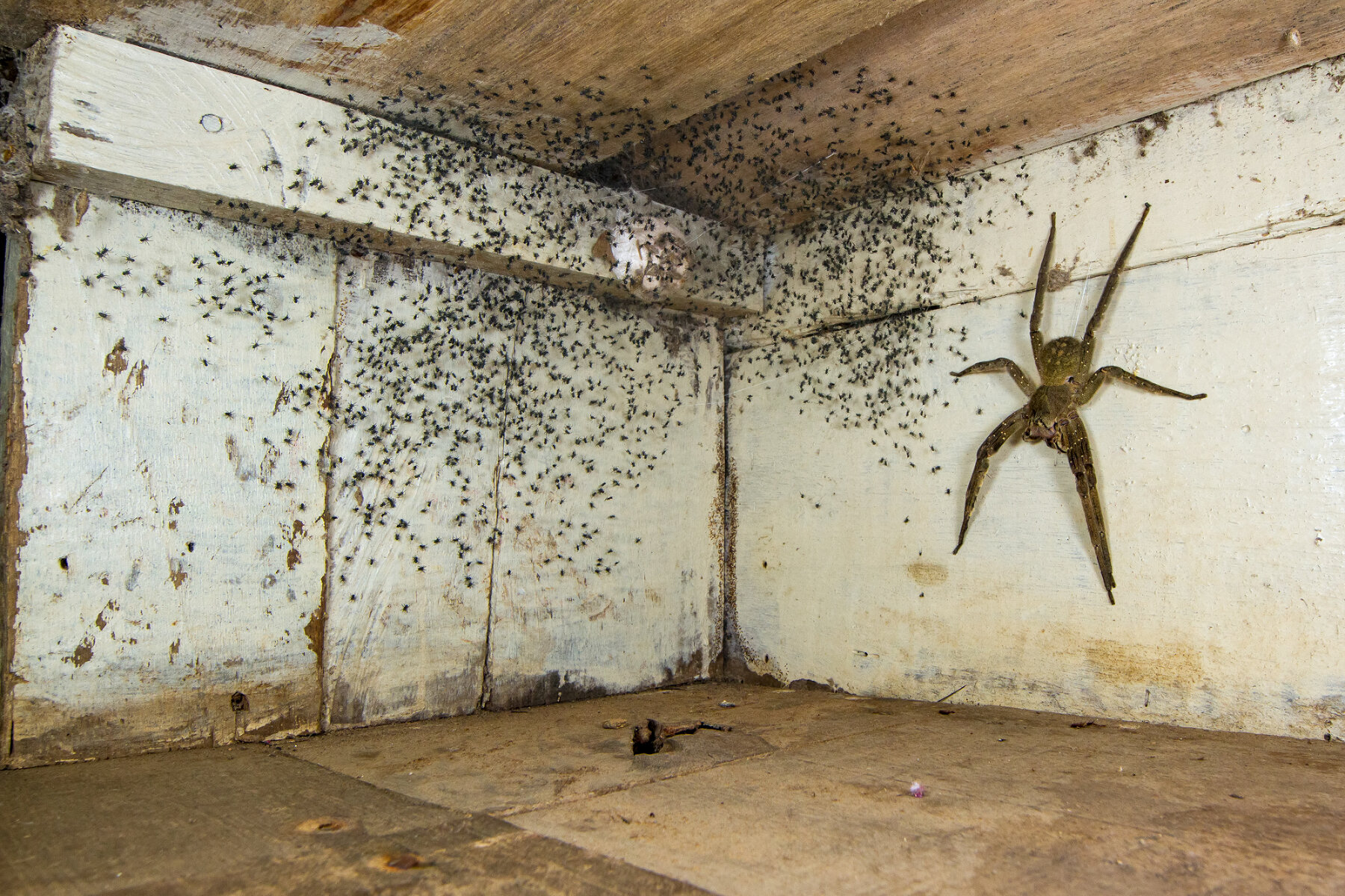 The spider room («Паучья комната»). Победитель в номинации «Городские животные». <p>Бразильский странствующий паук, один из самых ядовитых пауков в мире, прячется под кроватью фотографа.&nbsp;</p>