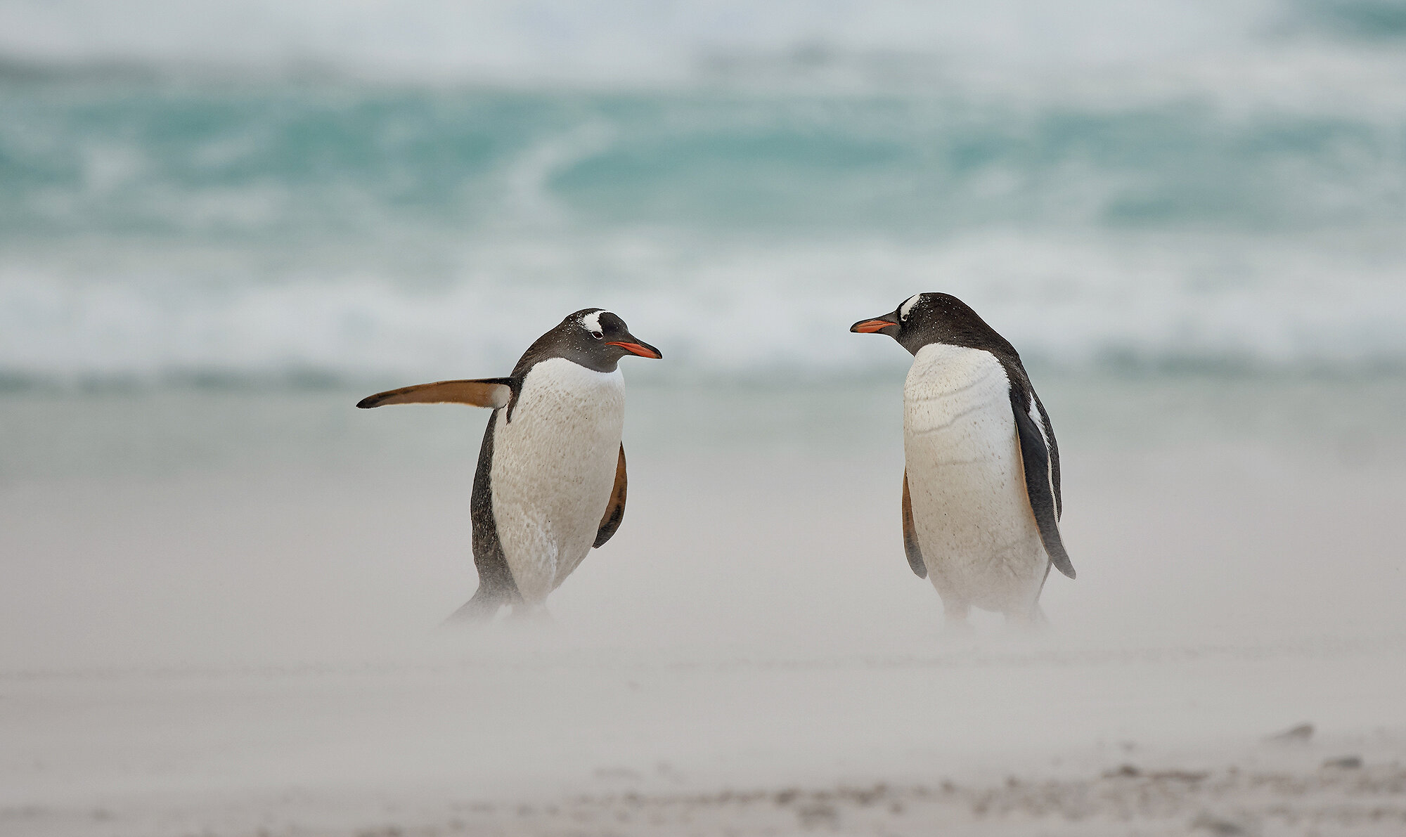 Directing penguin («Пингвин показывает дорогу»)