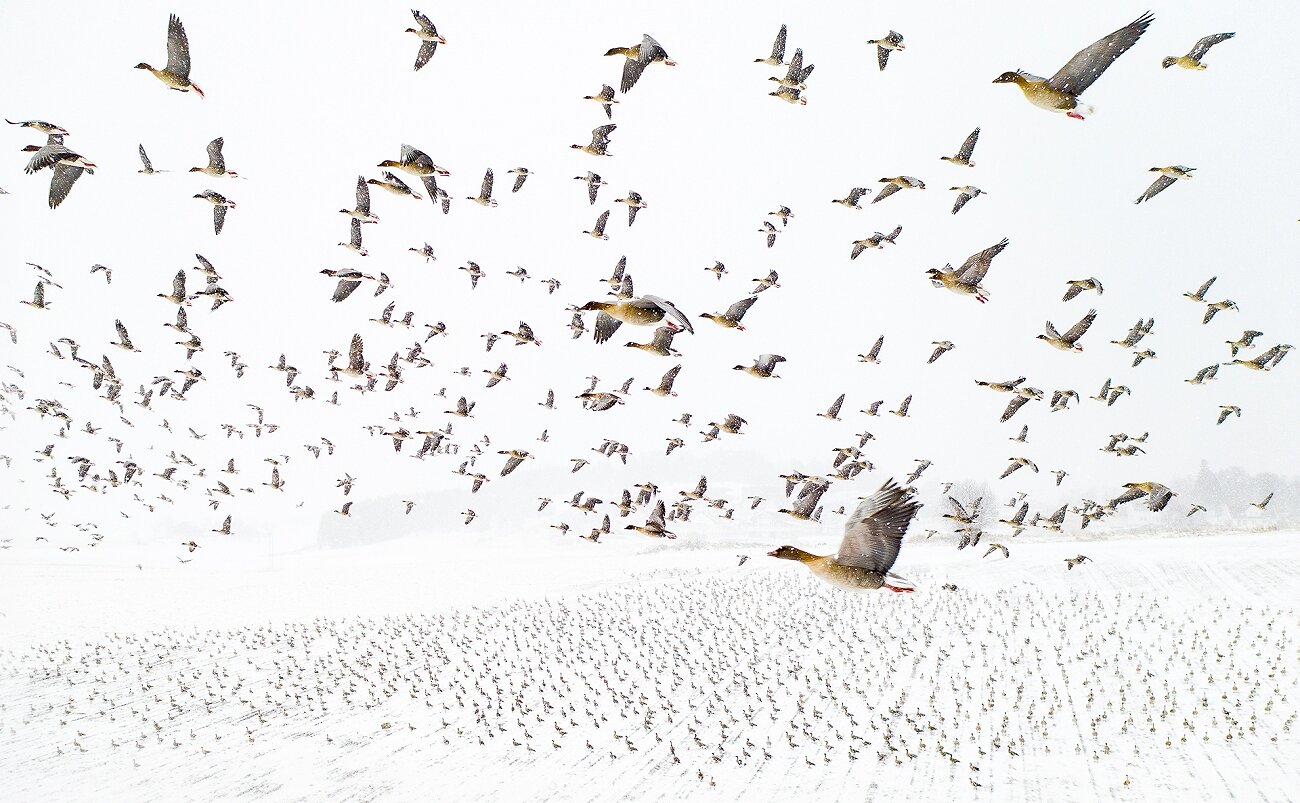 Pink-Footed Geese Meeting the Winter. <p>Фото года. Тысячи короткоклювых&nbsp;гуменников&nbsp;(птицы из семейства утиных)&nbsp;в Левангере, Норвегия, откуда они полетят на Шпицберген.</p>