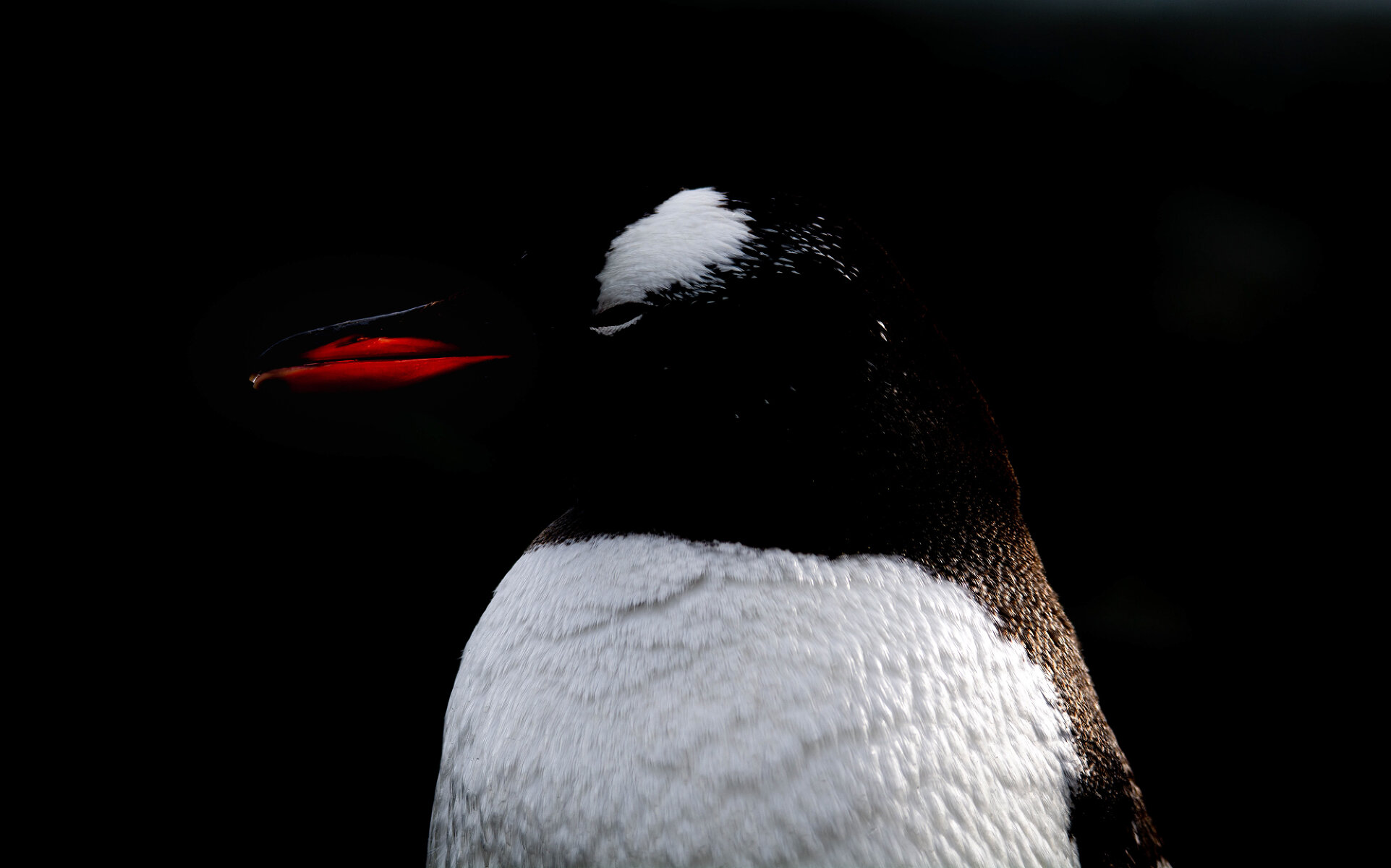 <p>Субантарктический пингвин, или Папуанский пингвин, или пингвин Генту - у этого вида много имен, и именно он является самым распространенным видом на Антарктическом полуострове</p>