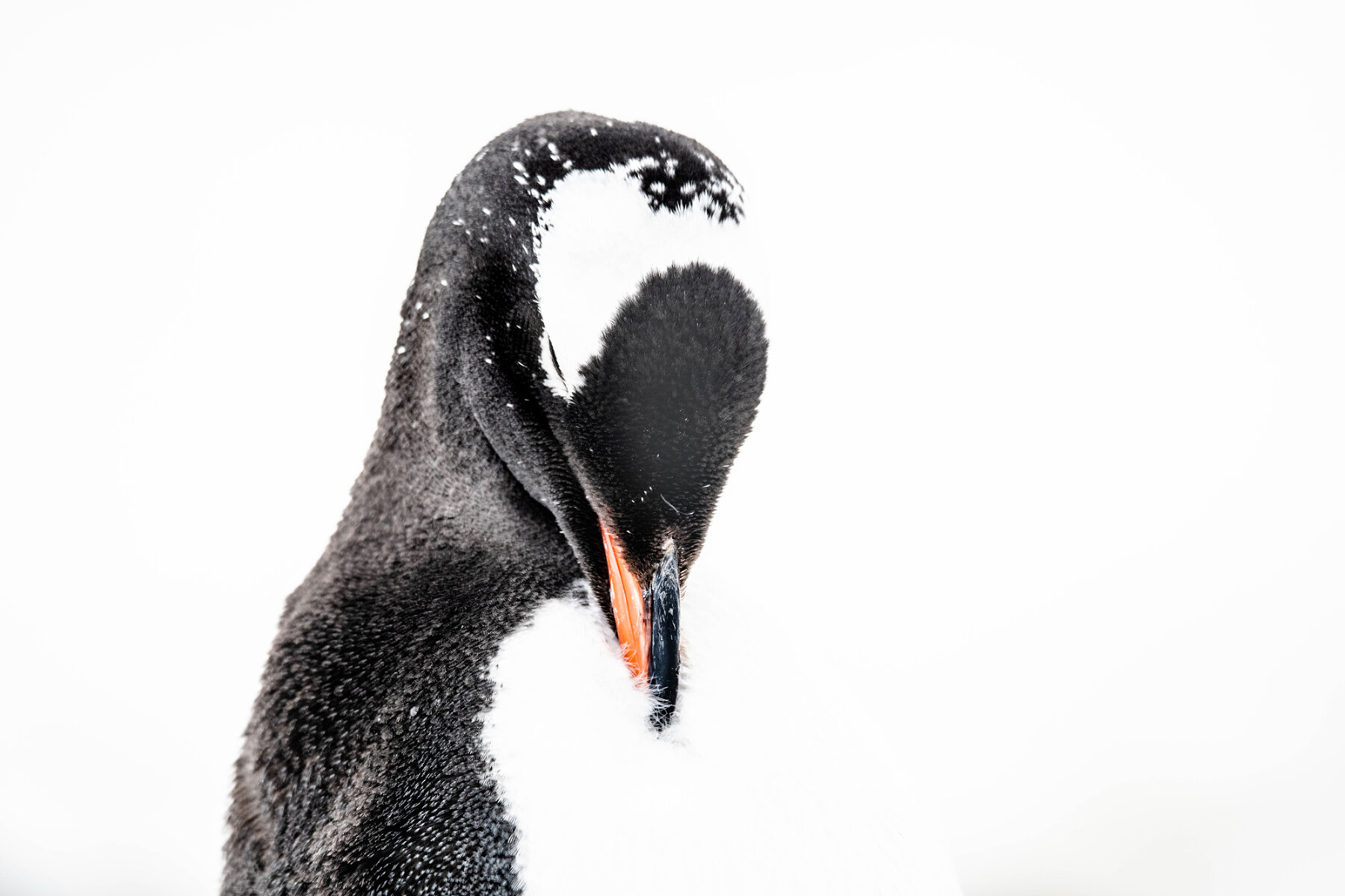 <p>Пингвины совершенно не боятся людей, и снимать их можно часами. Порой удачливому фотографу удается снять удивительные кадры</p>