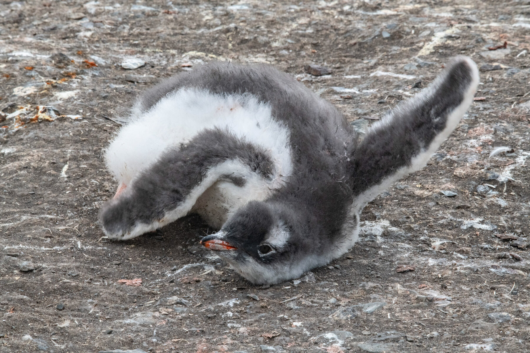 <p>Недавно вылупившийся птенец субантарктичесокго пингвина еще плохо ходит</p>