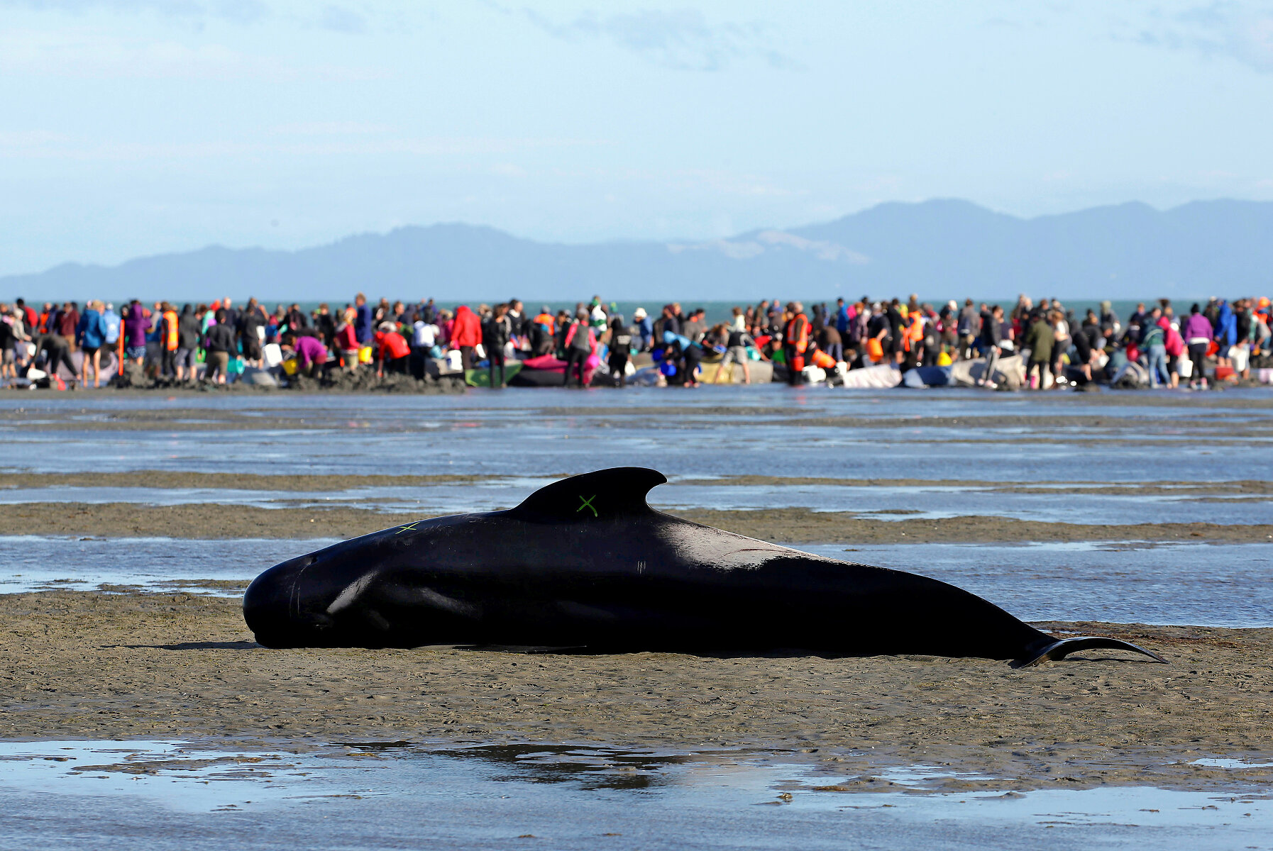 <p>Ученые пока не могут точно ответить, что становится причиной массового самоубийства китообразных в разных уголках Земли. Как правило, если один дельфин выбрасывается на берег, то другие из стаи пытаются ему помочь и в результате тоже попадают на мель.</p>

<p>&nbsp;</p>