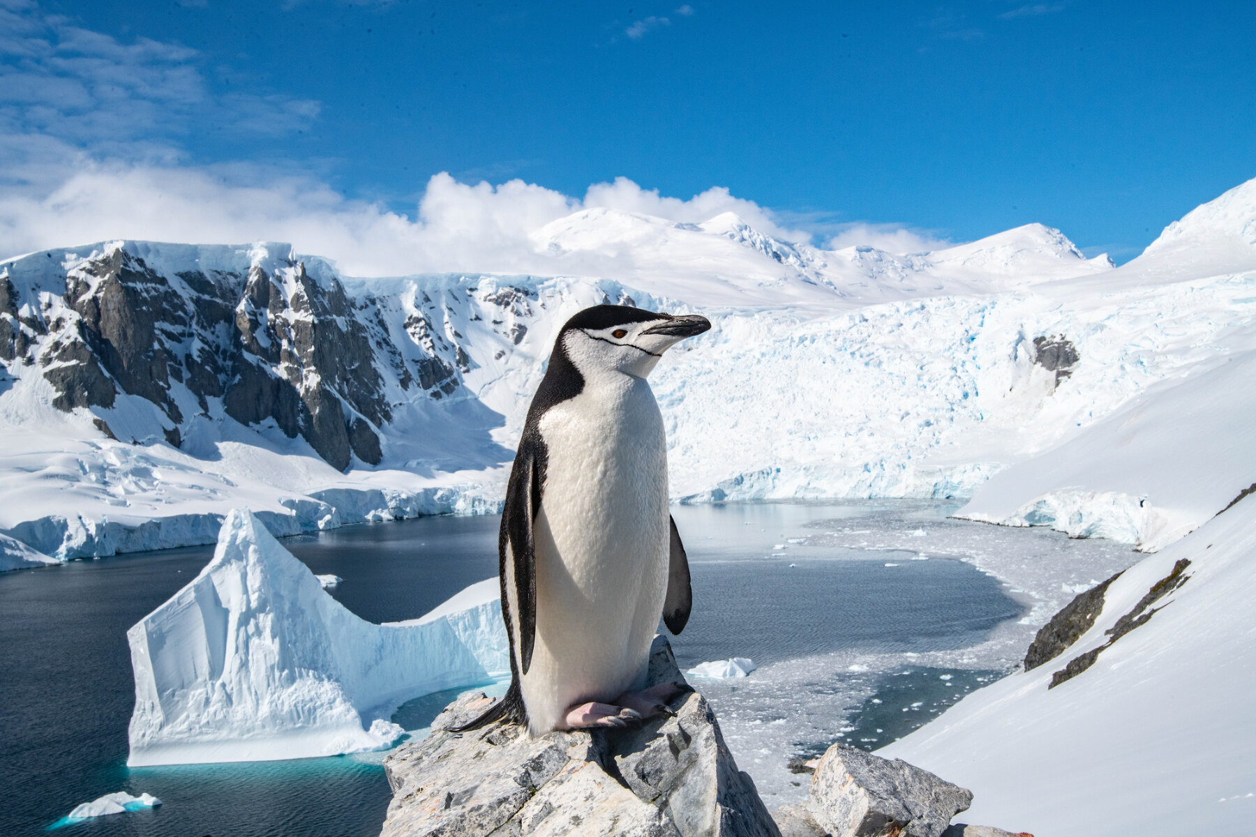 <p>Антарктический пингвин гордо осматривает простор вокруг себя. Эта колония пингвинов поселилась на вершине горного хребта, и каждый день ходит вниз за едой и обратно до своих гнезд</p>
