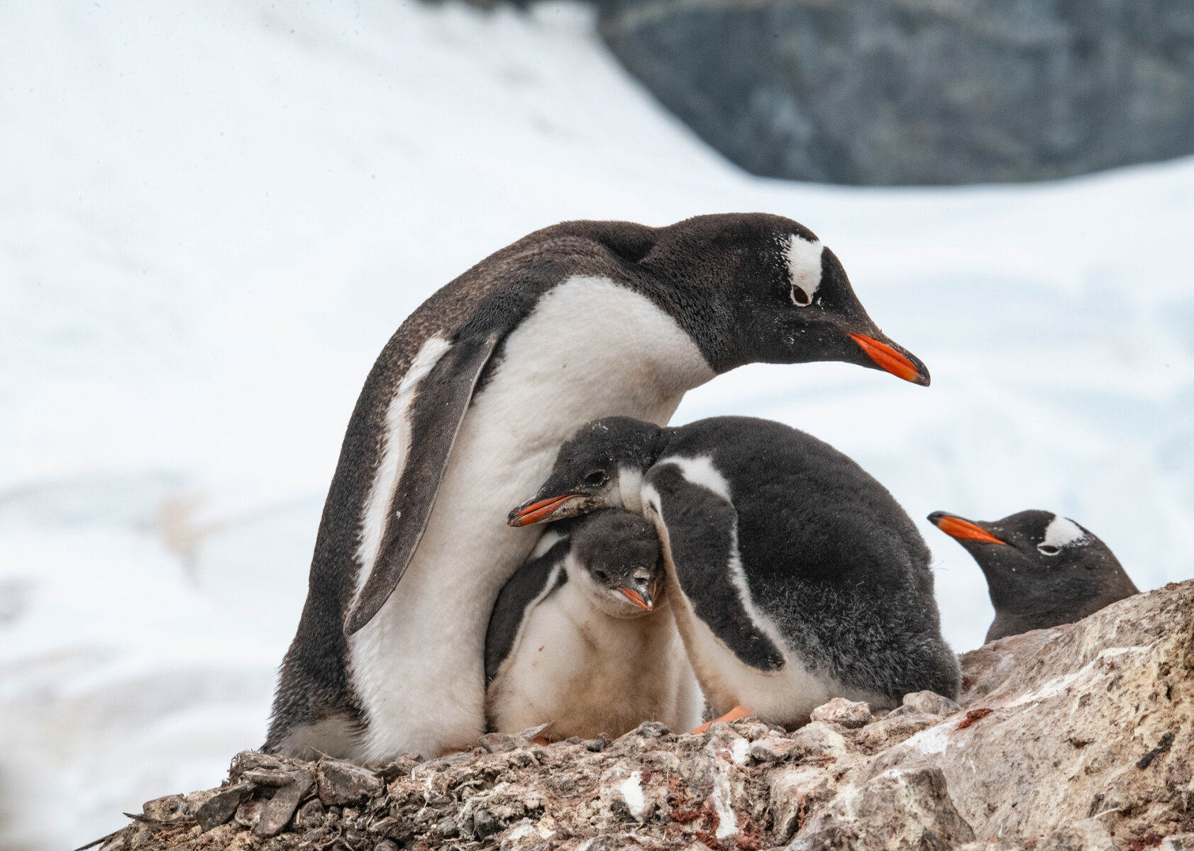 <p>Пингвины - заботливые родители. Пока птенцы маленькие и не имеют специального оперения для плавания, родители будут оберегать и кормить их</p>