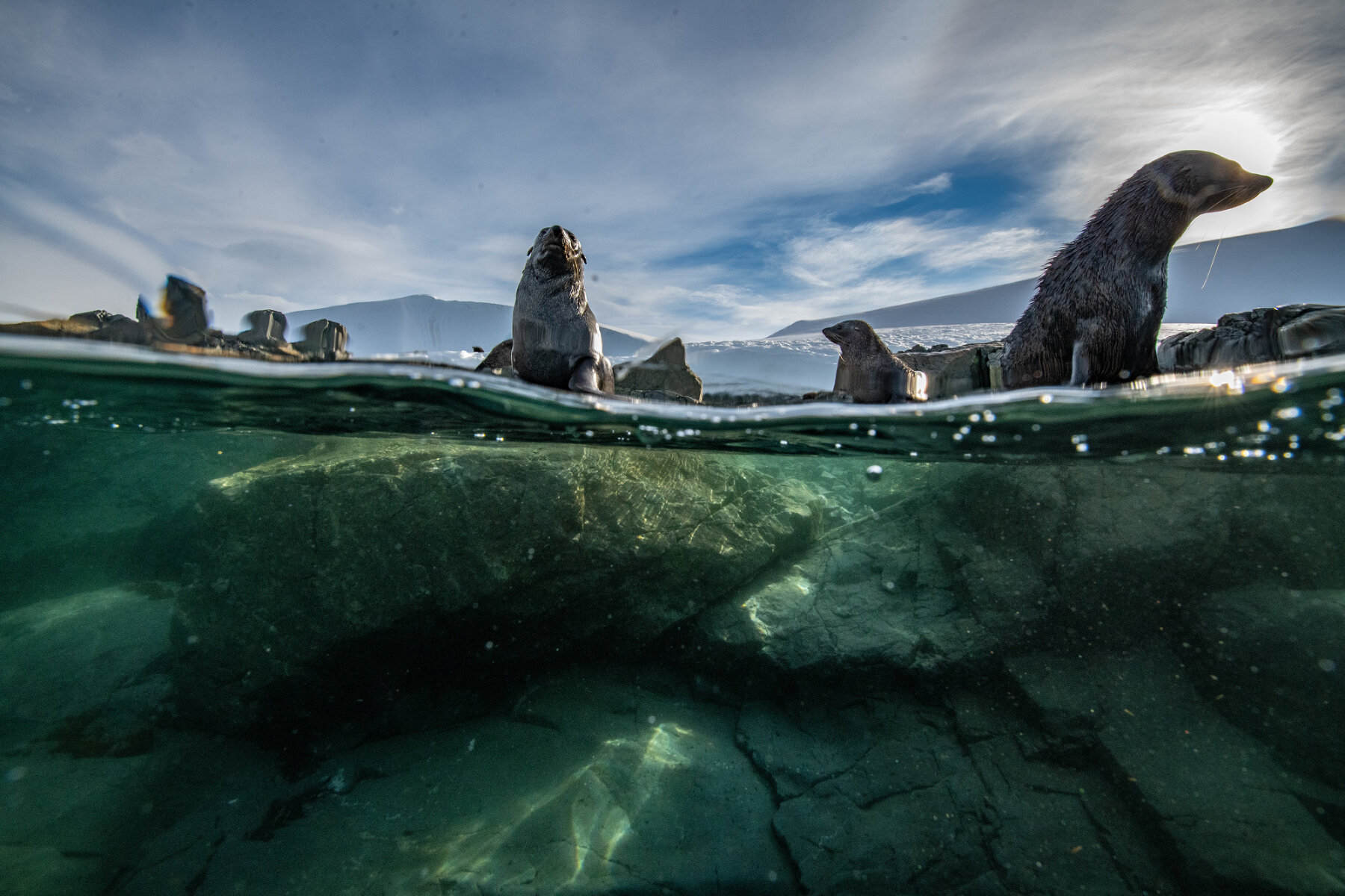 <p>В воде Кергеленские морские котики более дружелюбны, чем на суше. На лежбище постоянно слышны их рев, лай, писк и другие звуки</p>
