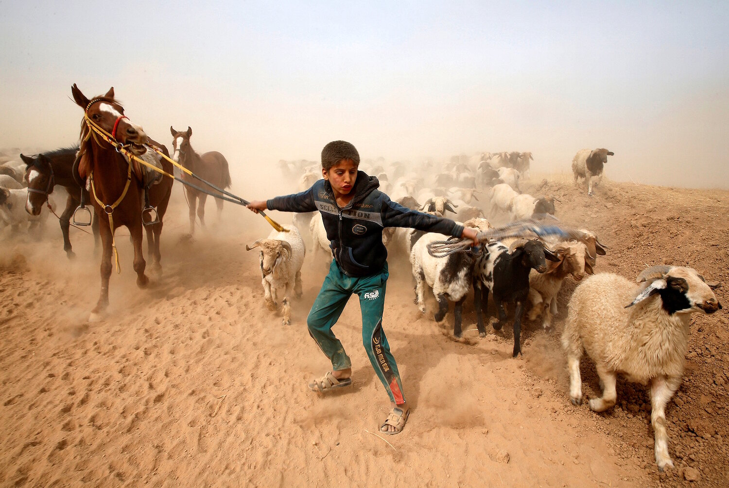 <p>1 ноября. Мосул, Ирак.&nbsp;Мальчик ведет своих животных в безопасное место после побега из контролируемой боевиками ИГ деревни Абу Джарбоа.</p>