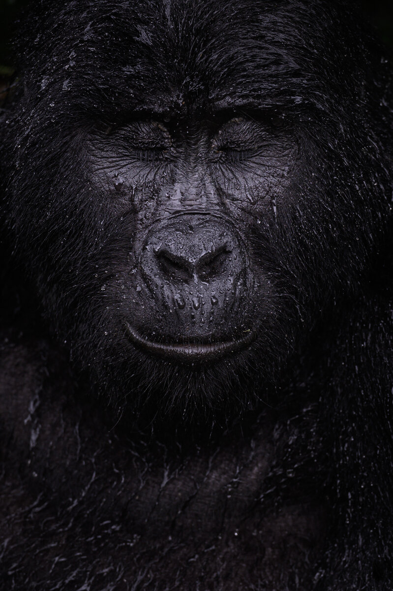 Reflection («Отражение»). Победитель в номинации «Портреты животных». <p>Горная горилла Кибанде закрывает глаза под дождем.</p>