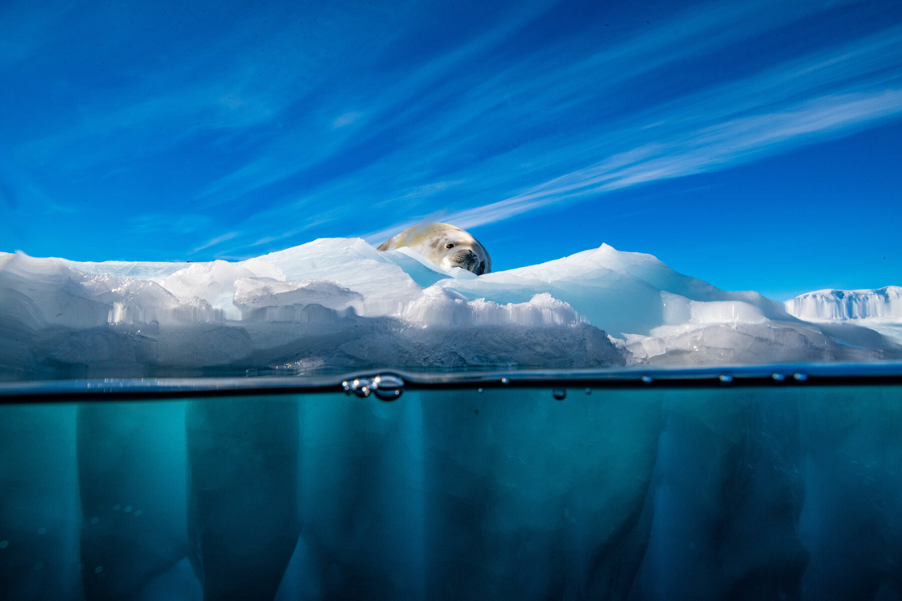 <p>Тюлень-крабоед отдыхает на льдине. Крабоед относится к пагофильным тюленям &ndash; то есть к тюленям, которые живут на льду. С уменьшением количества льда в мировом океане, исчезают местообитания тюленей, что ставит их выживание под угрозу</p>