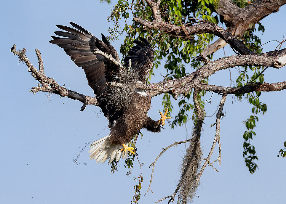 Majestic and Graceful Bald Eagle («Величественный и изящный белоголовый орлан»)