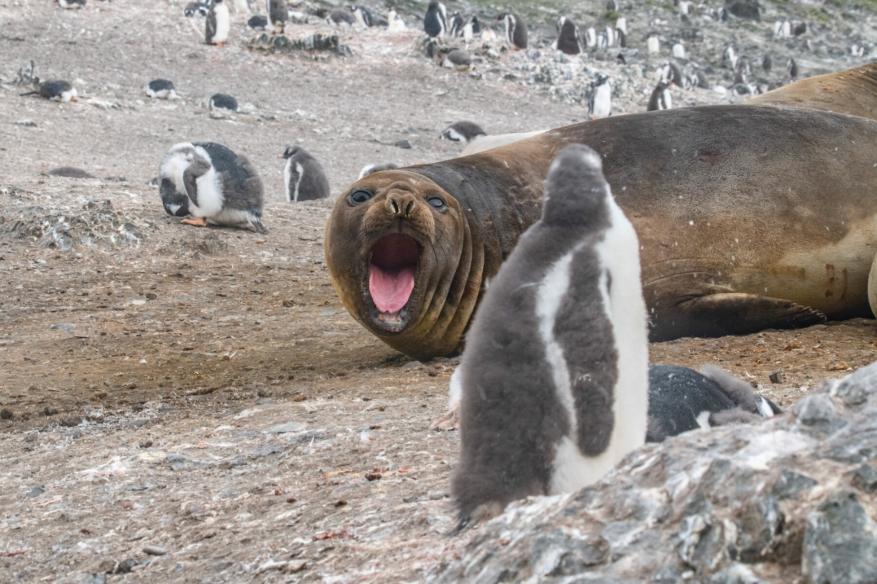 <p>Беспокойный сосед. На островах Субантарктики, в том числе на Южных Шетландских островах, пингвины вынуждены делить местообитания с агрессивными морскими слонами. Конфликты между соседями &ndash; не редкость, и пингвинам нужно проявлять осторожность</p>
