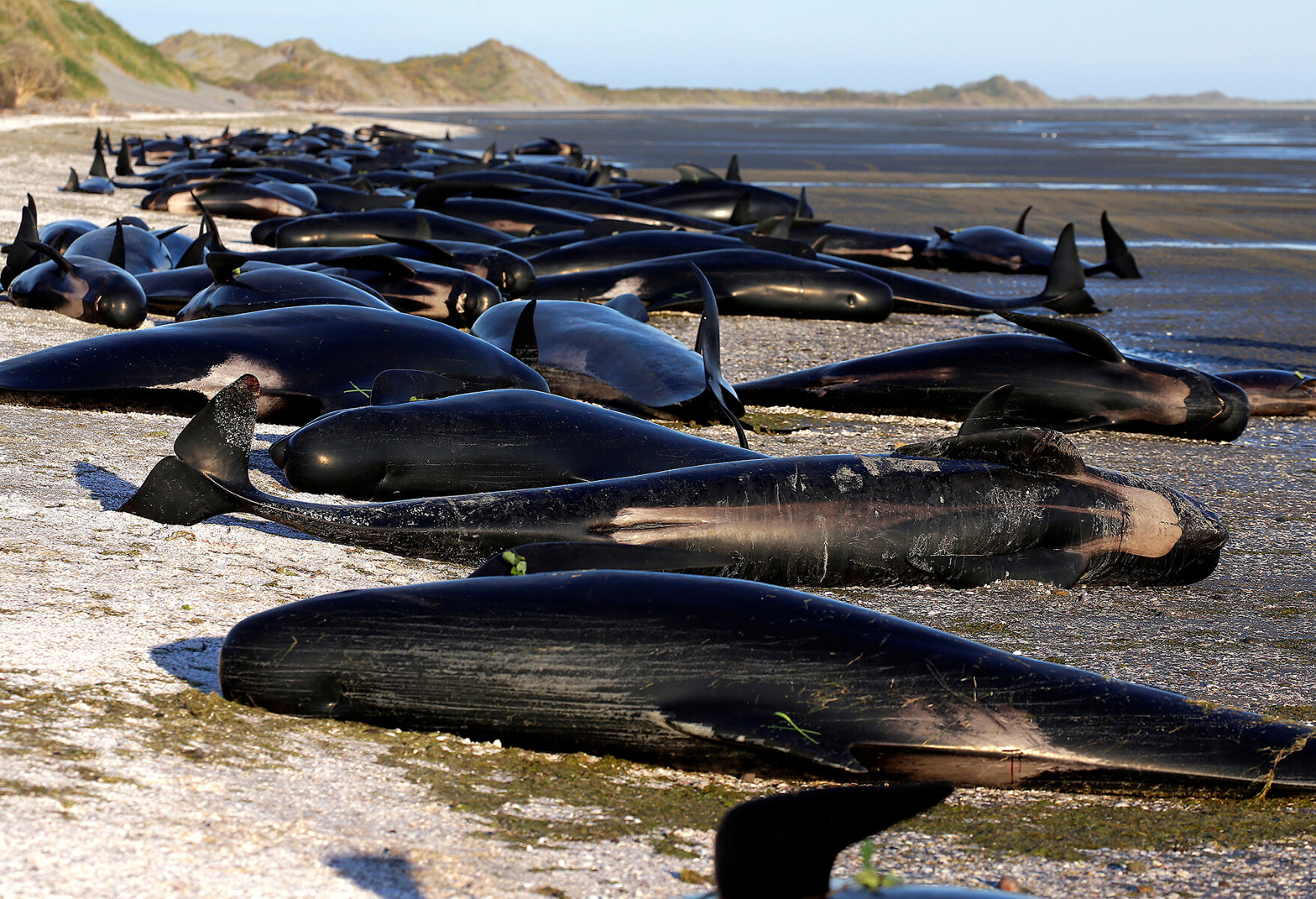 <p>Глава проекта &laquo;Иона&raquo; Дарен Гровер рассказал, что около 75% стаи из 416 китов, которые попали на мель этой ночью, уже умерли.&nbsp;</p>

<p><br />
Гровер&nbsp;отмечает, что это одно из самых крупных происшествий с гибелью китообразных в Новой Зеландии, где киты и дельфины часто выбрасываются на берег.&nbsp;</p>