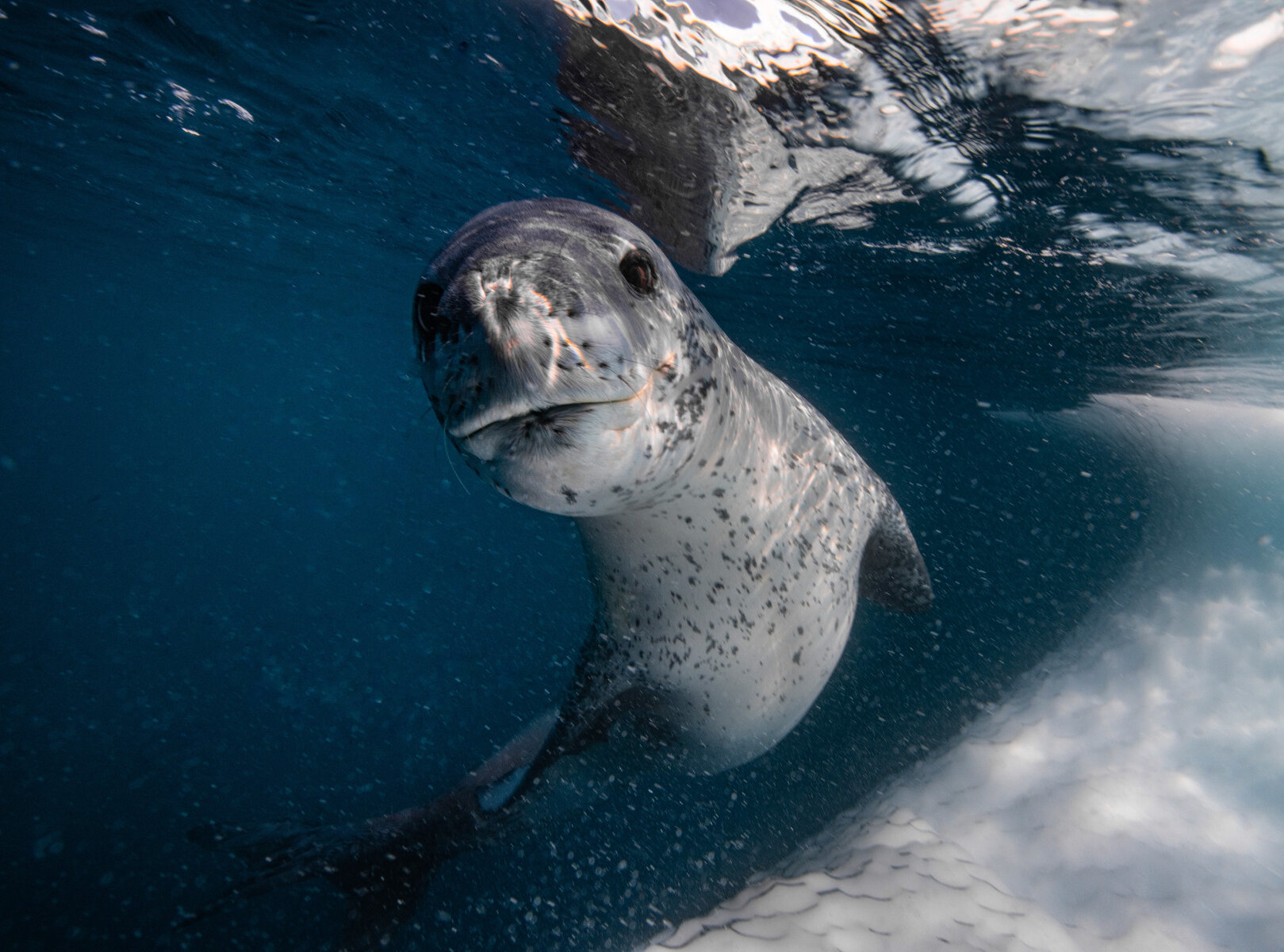 <p>Морской леопард рассматривает свое отражение в передней линзе подводной камеры. Считается, что именно это, а не интерес к человеку, &nbsp;привлекает леопарда и других тюленей, провоцируя их интерес</p>