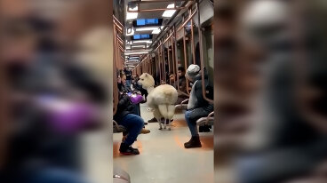 В московском метро заметили альпаку. Ее пропустила служба безопасности подземки